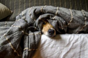 Maltrattamenti sugli animali: carcere fino a 4 anni e multe fino a 10.000 euro