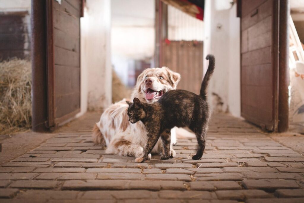 Maltrattamenti sugli animali: carcere fino a 4 anni e multe fino a 10.000 euro Maltrattamenti sugli animali: carcere fino a 4 anni e multe fino a 10.000 euro